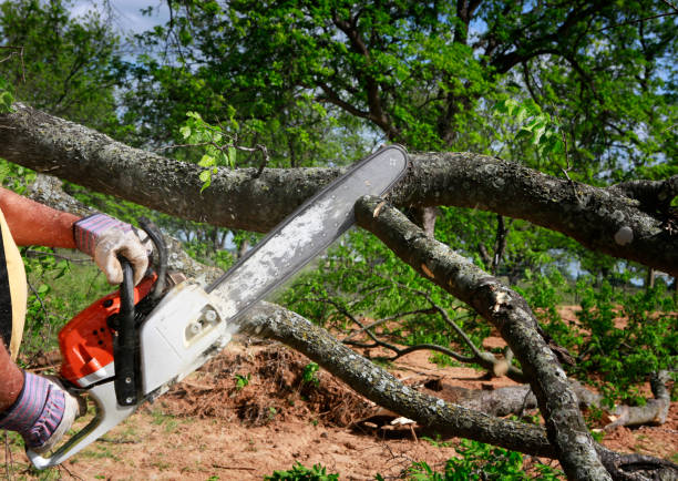 Professional Tree Care Services in Flying Hills, PA